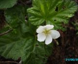 Rubus chamaemorus