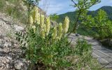 Astragalus follicularis