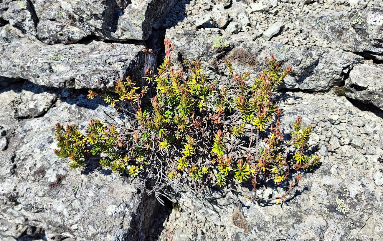 Изображение особи Phyllodoce caerulea.