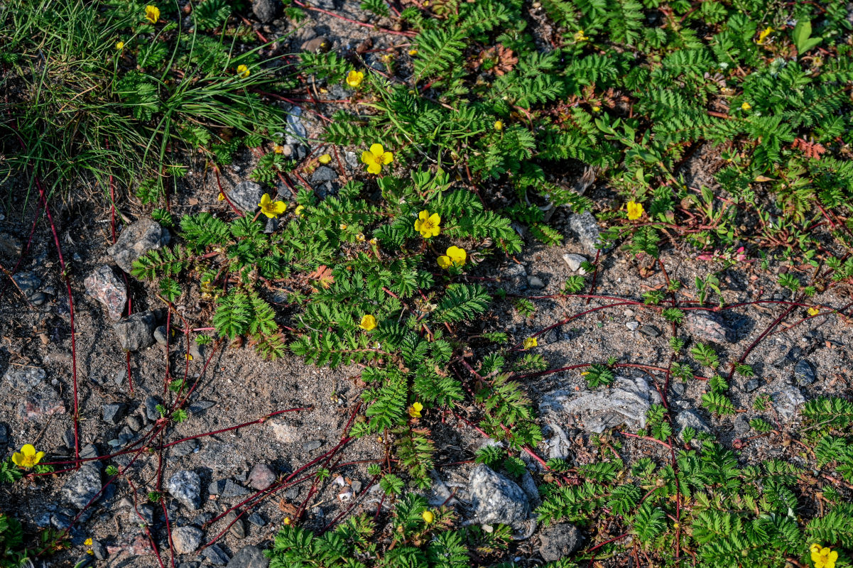 Image of Potentilla anserina specimen.