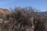 Ephedra procera