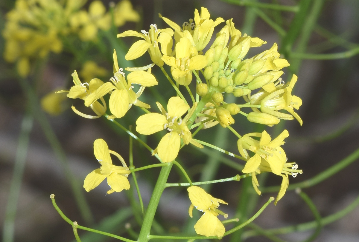 Изображение особи Sisymbrium loeselii.