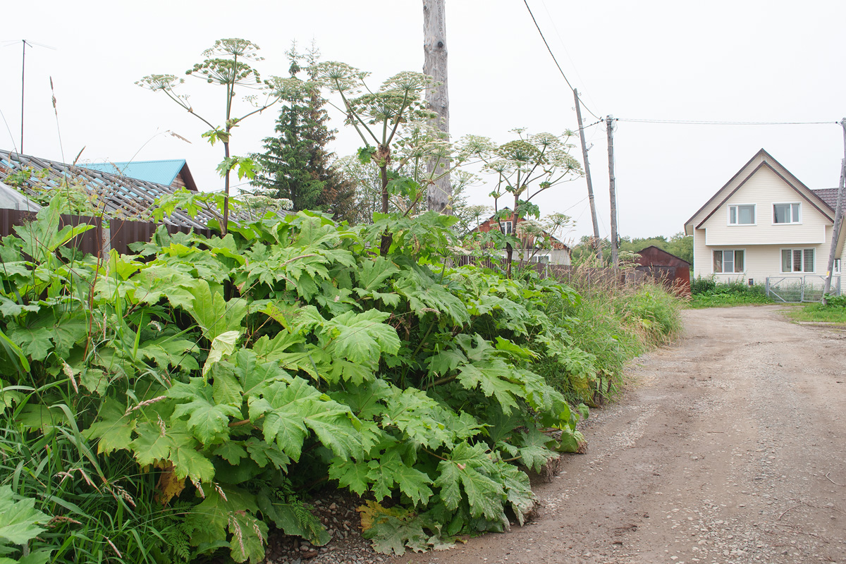 Изображение особи Heracleum lanatum.