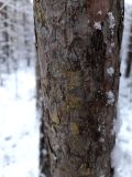 Смотреть изображение Chaenotheca ferruginea