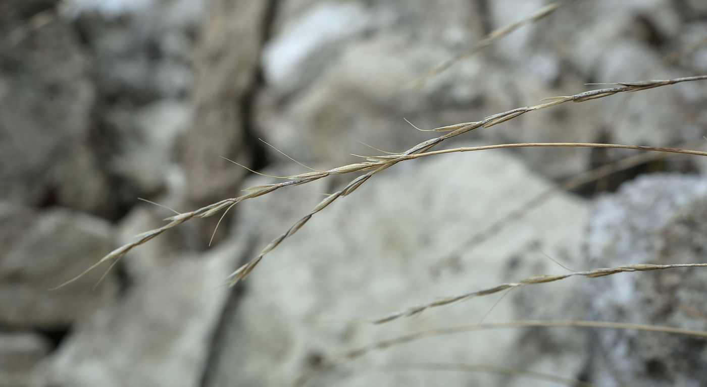 Изображение особи Elytrigia reflexiaristata.