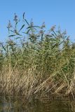 View full-size image Phragmites australis