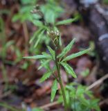 Смотреть изображение Cardamine trifida