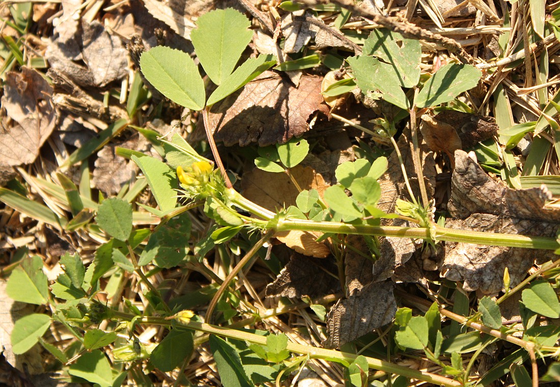 Image of Medicago polymorpha specimen.