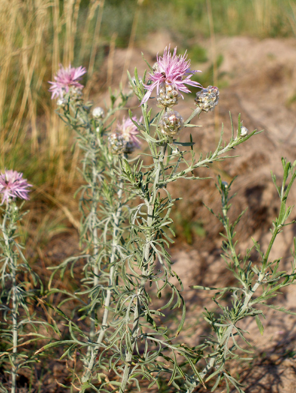 Image of Centaurea pineticola specimen.