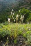 View full-size image genus Stipa