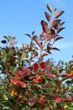 View full-size image Cotoneaster lucidus