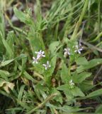 View full-size image Chorispora tenella