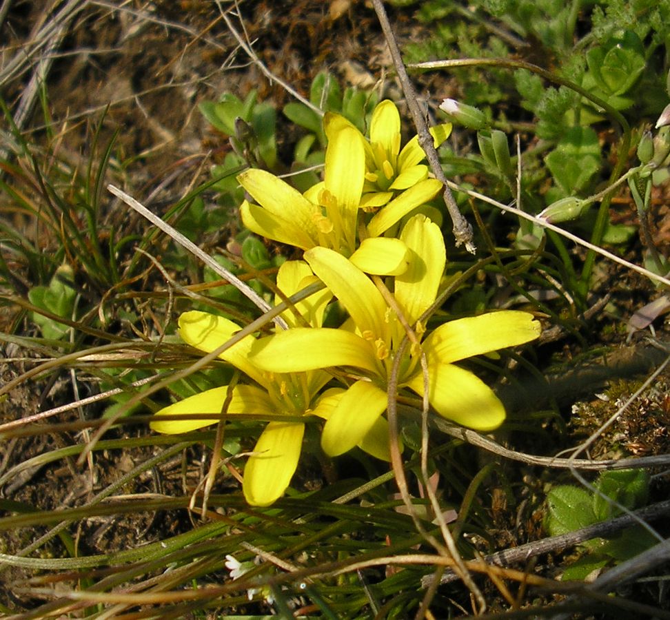 Image of genus Gagea specimen.