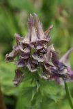 View full-size image Corydalis solida