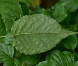 View full-size image Circaea × intermedia