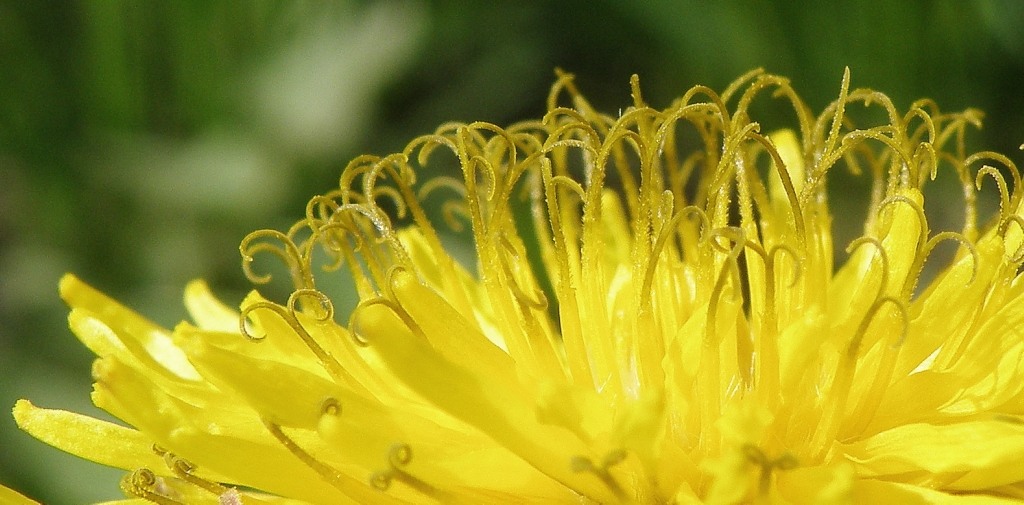 Image of genus Taraxacum specimen.