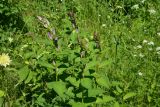 View full-size image Campanula latifolia
