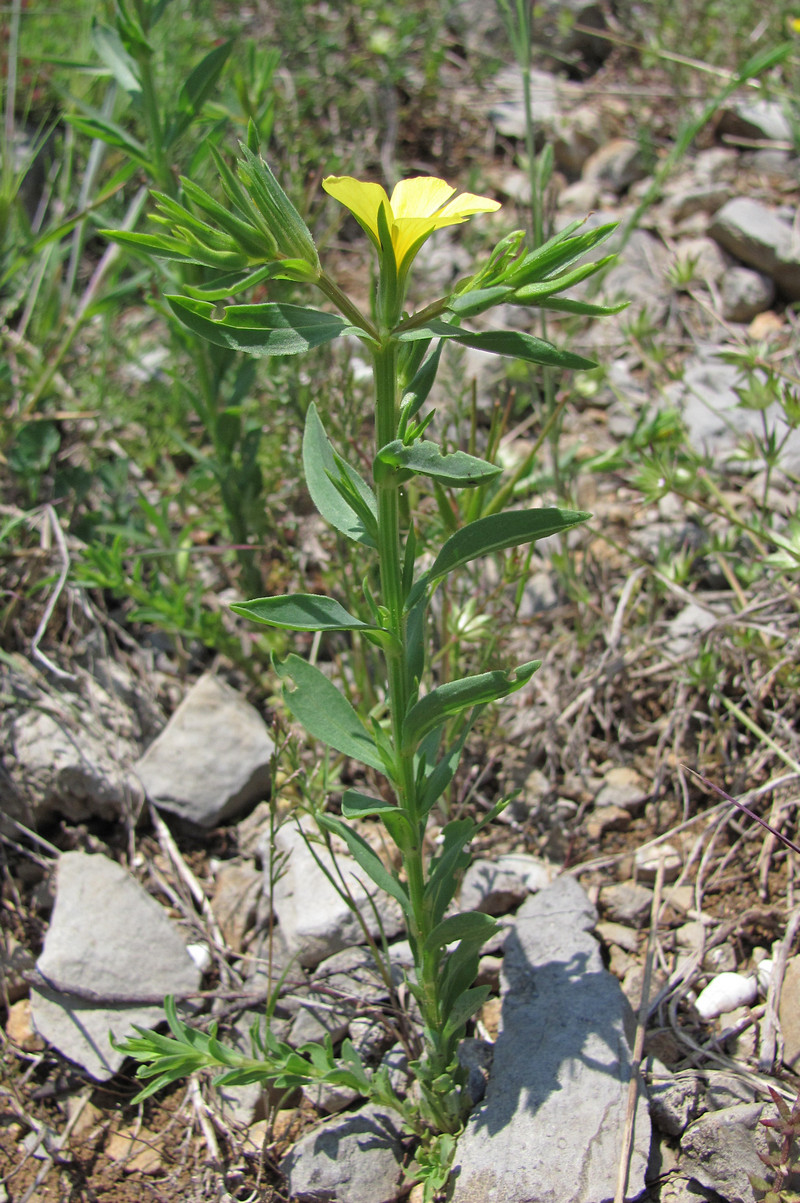 Image of Linum nodiflorum specimen.