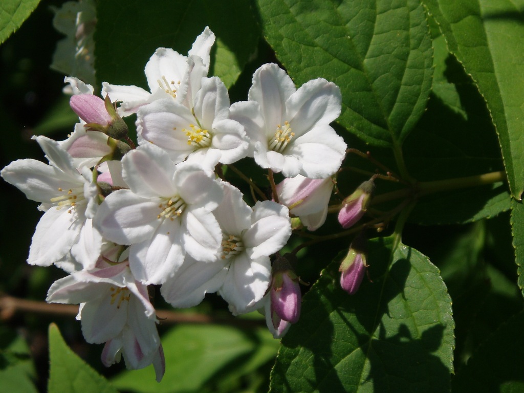 Image of Deutzia scabra specimen.