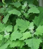 Chenopodium album