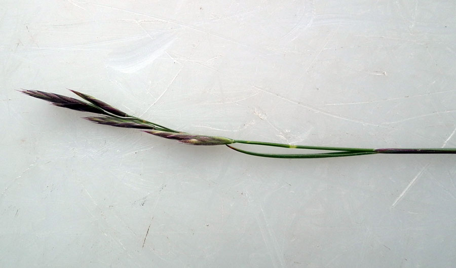 Image of genus Festuca specimen.