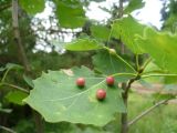 Populus tremula. Лист с галлами галлицы Harmandia tremulae (Cecidomyiidae). Кемеровская обл., Кемеровский р-н, окр. дер. Тебеньковка. 10.07.2011.