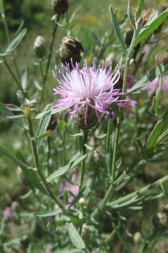 Изображение особи Centaurea stoebe.