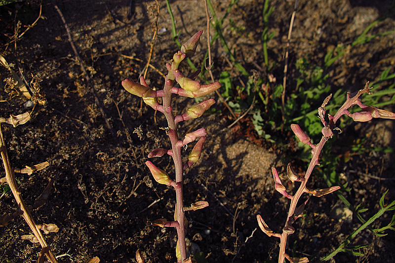 Image of Cakile maritima specimen.