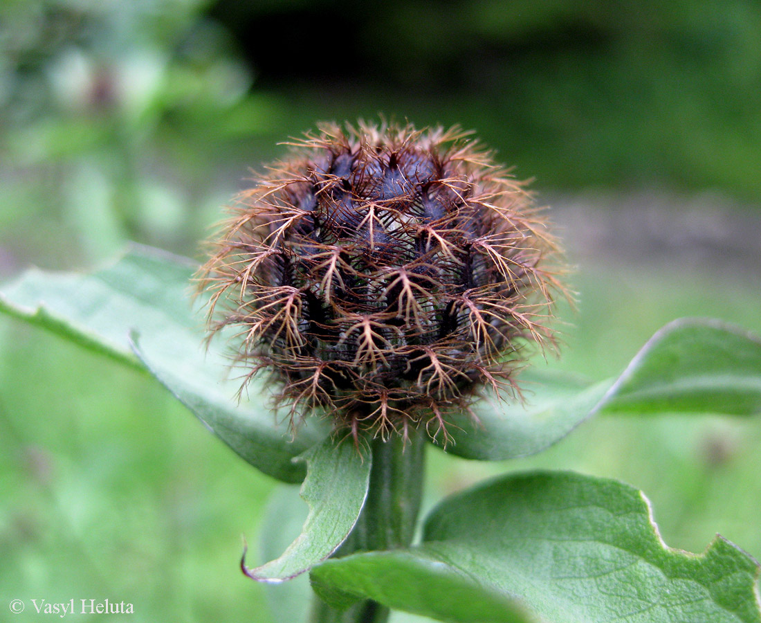 Image of Centaurea carpatica specimen.