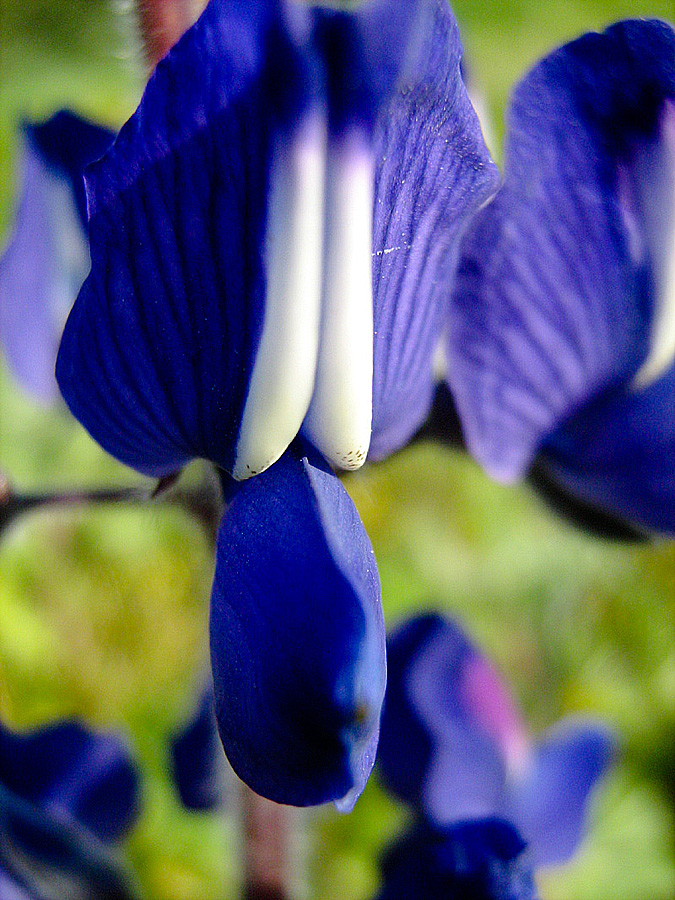 Image of Lupinus pilosus specimen.