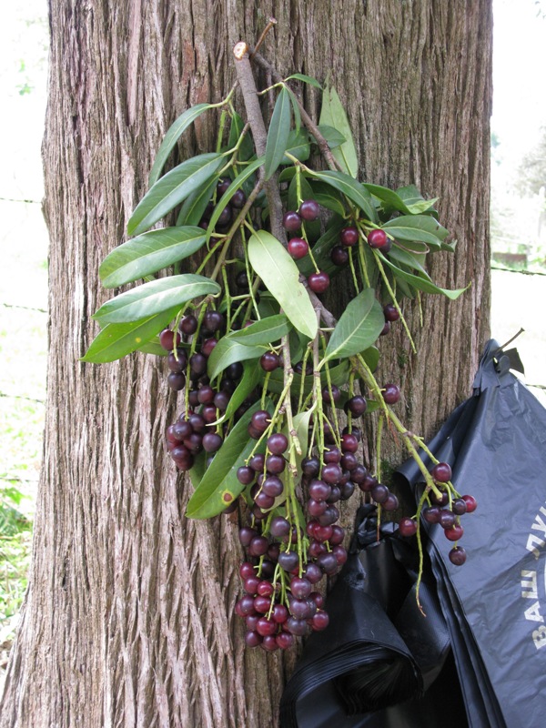 Изображение особи Lauro-cerasus officinalis.