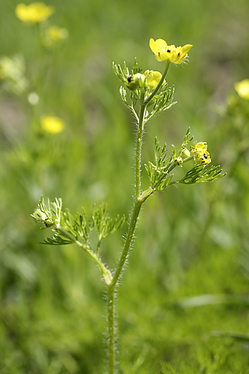 Image of Ranunculus tenuilobus specimen.