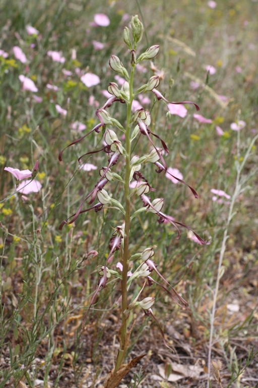 Image of Himantoglossum caprinum specimen.