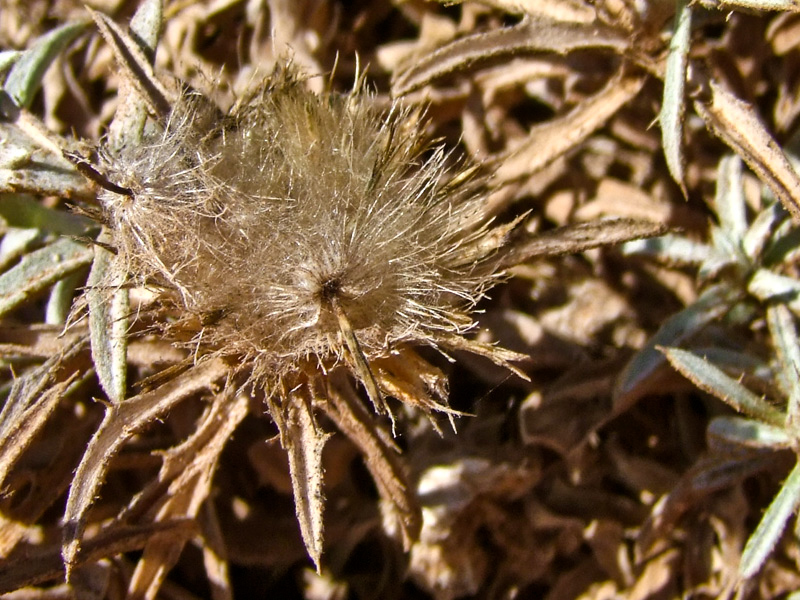 Image of Atractylis carduus specimen.