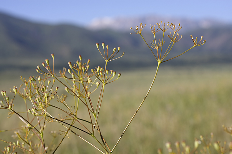 Image of Ferula karatavica specimen.