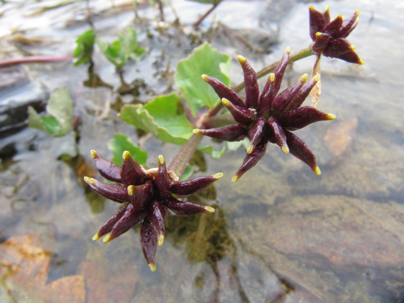 Image of Caltha palustris specimen.