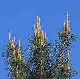 Pinus sylvestris. Верхушечные ветви с молодыми побегами. Московская обл., Раменский р-н, окрестности д. Хрипань, смешанный лес. 16.05.2008.