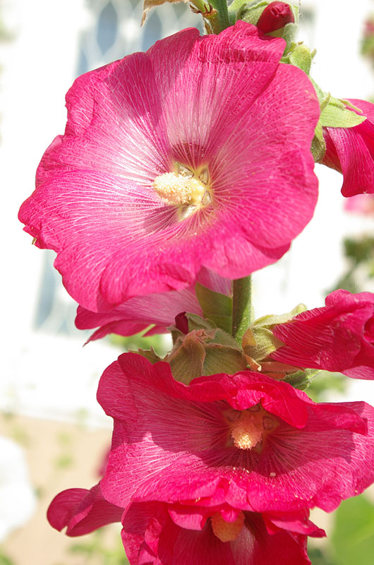 Image of Alcea rosea specimen.