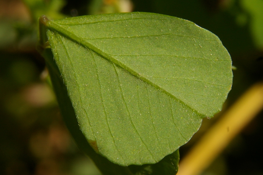 Image of Medicago arabica specimen.