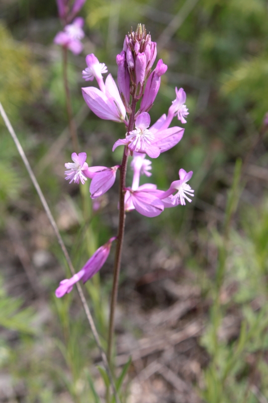 Image of Polygala major specimen.