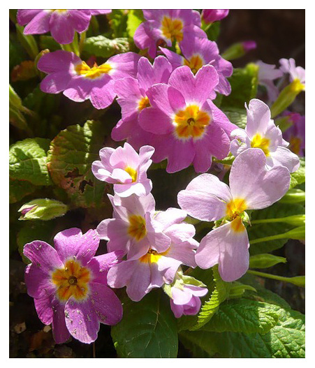 Image of Primula vulgaris specimen.