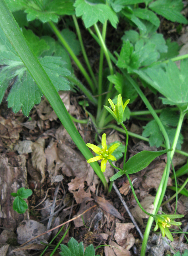 Image of Gagea lutea specimen.