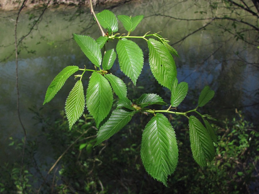 Изображение особи Ulmus minor.