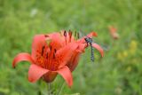 Lilium pensylvanicum. Цветок с сидящей стрекозой. Забайкальский край, окр. с. Покровка, Усть-Стрелка. 09.07.2011.