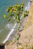 Euphorbia pseudoglareosa. Побег с завязями и листьями. Западное побережье Крыма, окр. мыса Лукулл, степь. 30 июня 2012 г.