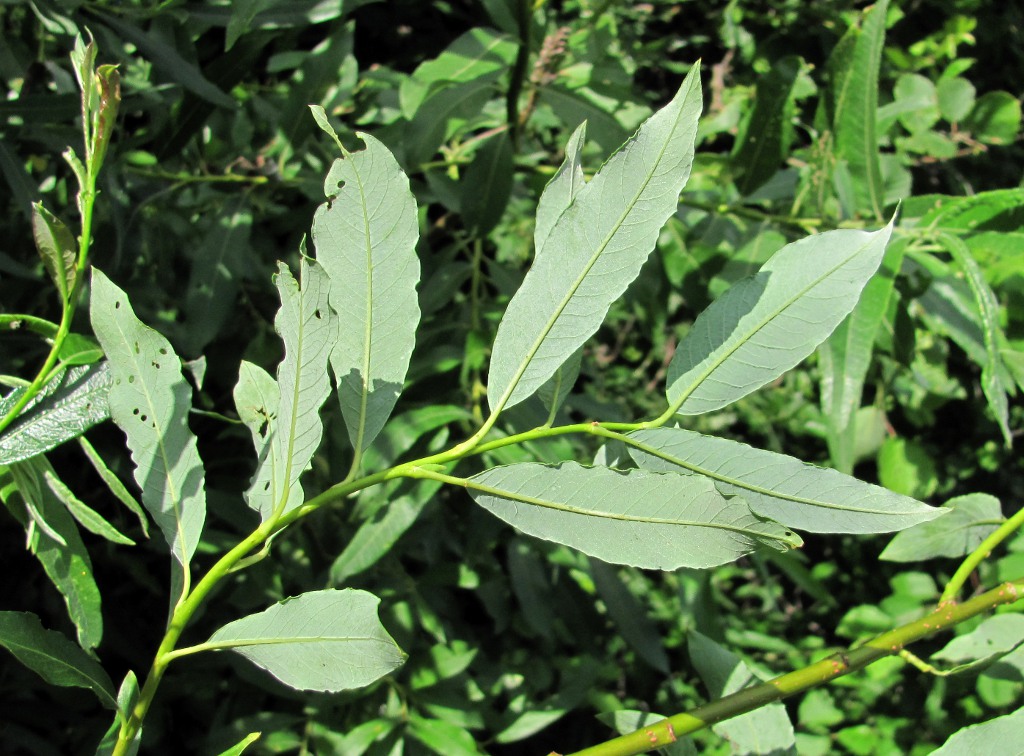 Image of Salix phylicifolia specimen.