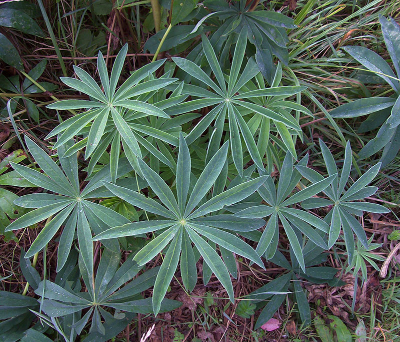 Image of Lupinus &times; regalis specimen.