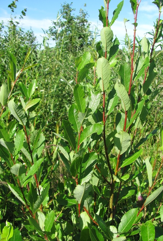 Image of Salix &times; tetrapla specimen.