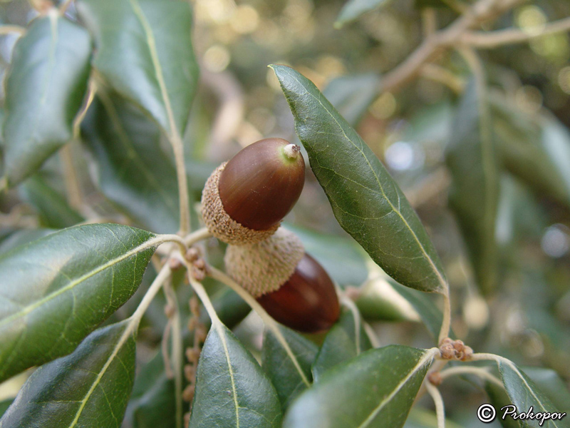 Изображение особи Quercus ilex.