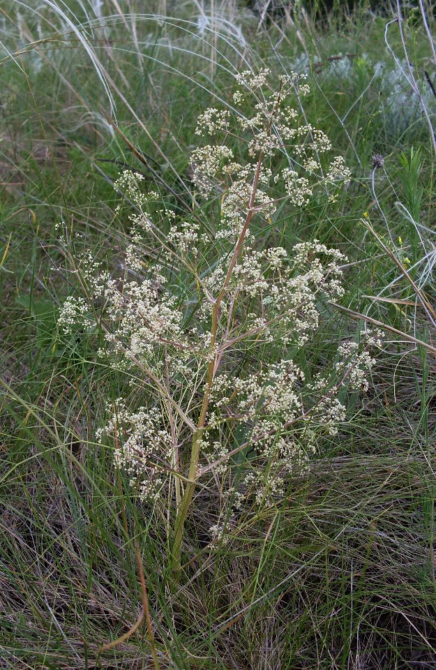 Image of genus Trinia specimen.